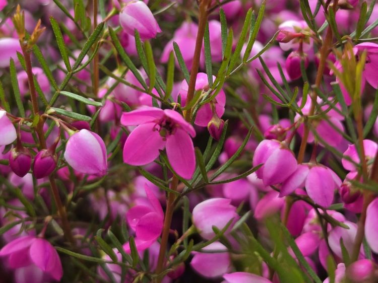 Boronia hybrida Flamingo. Common Name - Boronia, KPB29