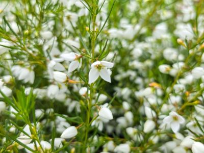 Boronia hybrida Sirius. Common Names - White Boronia