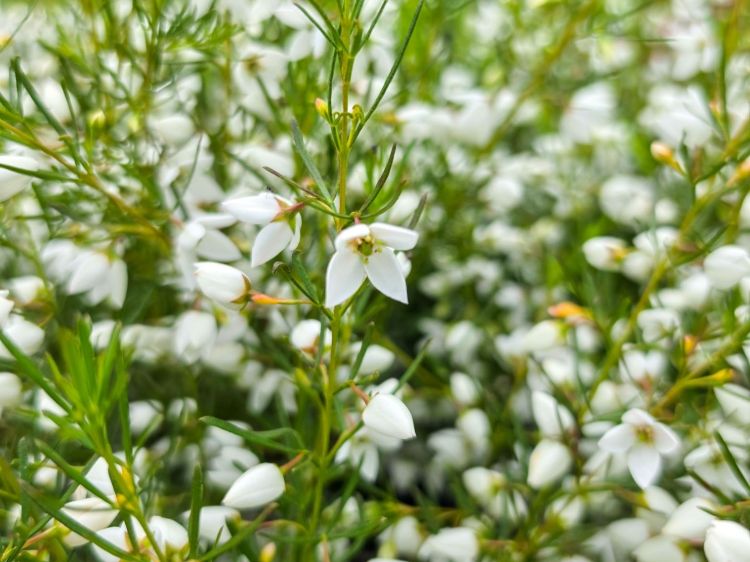 Boronia hybrida Sirius. Common Names - White Boronia