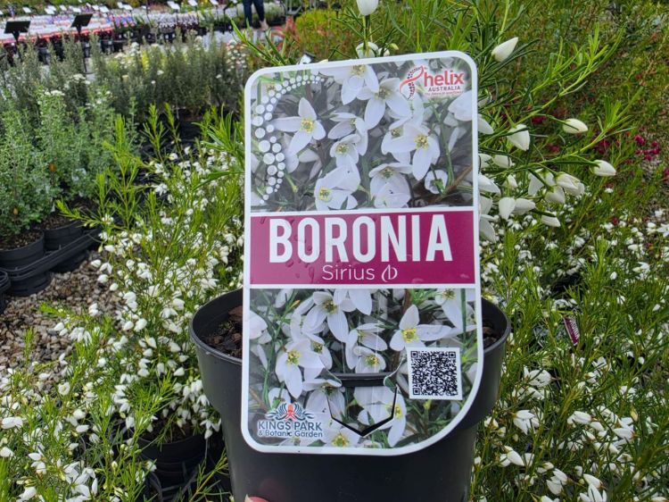 Boronia hybrida Sirius. Common Names - White Boronia