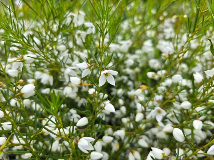 Boronia hybrida Sirius. Common Names - White Boronia