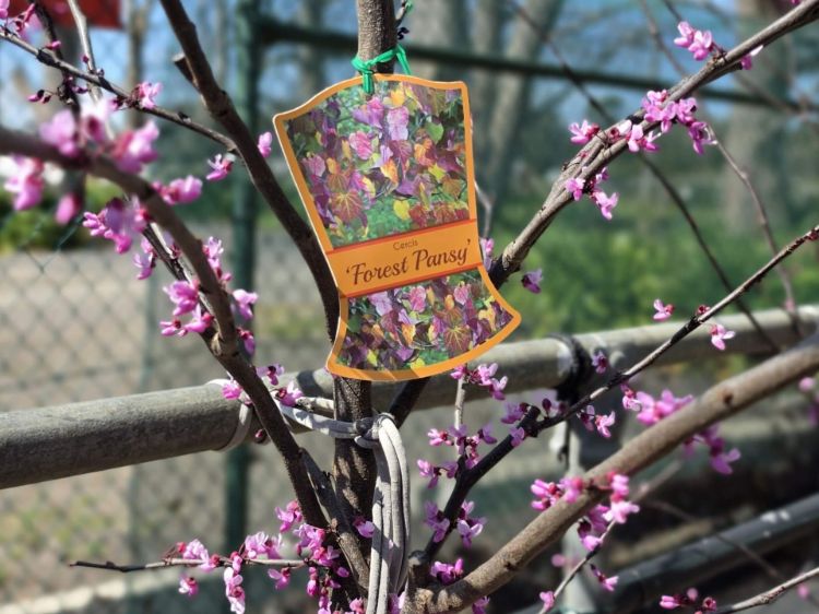 Cercis canadensis Forest Pansy. Common name - Eastern Redbud, Purple Redbud