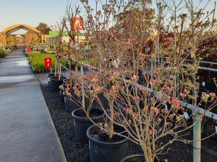 Cornus florida Rubra. Common name - Red Flowering Dogwood