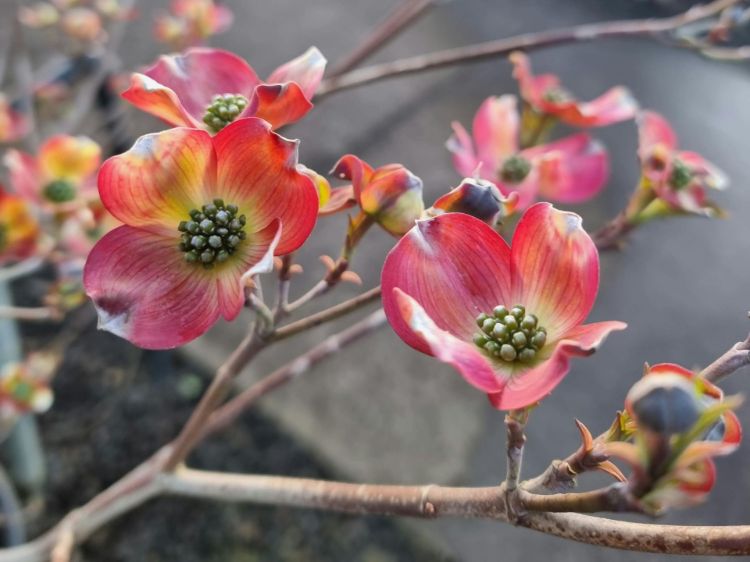 Cornus florida Rubra. Common name - Red Flowering Dogwood