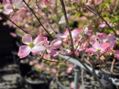 Cornus florida Rubra. Common name - Red Flowering Dogwood