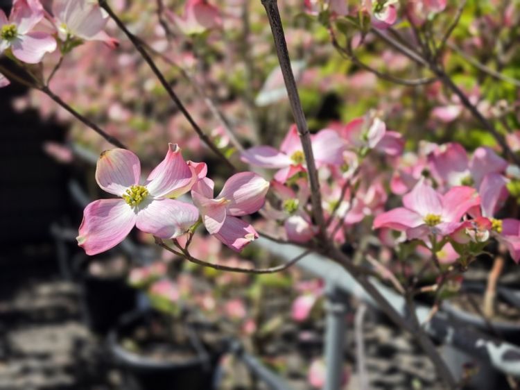 Cornus florida Rubra. Common name - Red Flowering Dogwood