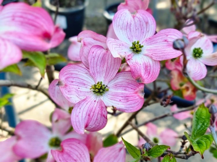 Cornus florida Rubra. Common name - Red Flowering Dogwood