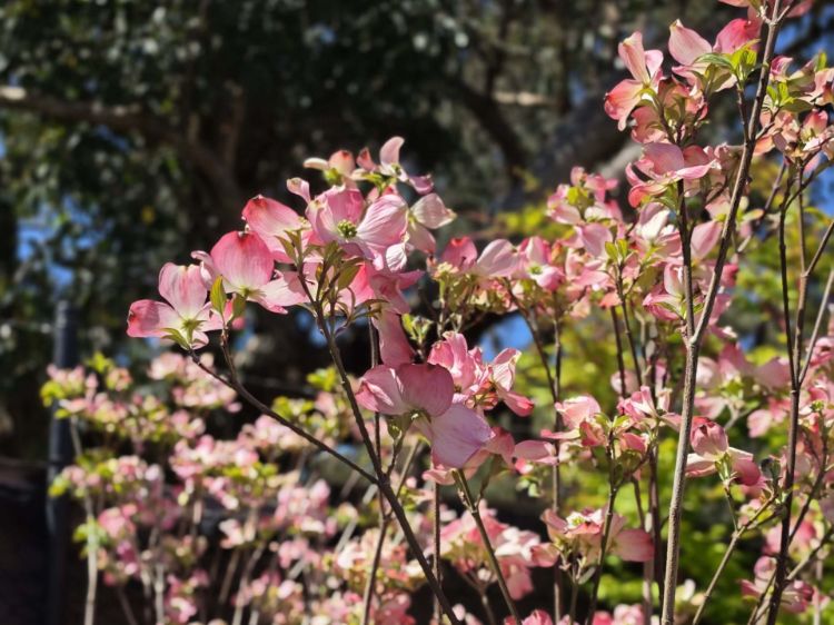 Cornus florida Rubra. Common name - Red Flowering Dogwood