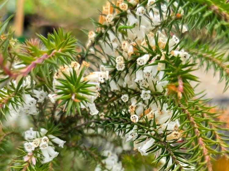 Epacris impressa White. Common Names - Common Heath