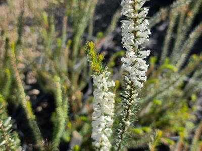 Epacris impressa White. Common Names - Common Heath