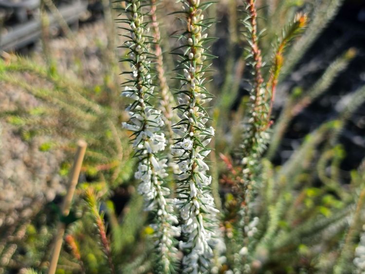 Epacris impressa White. Common Names - Common Heath
