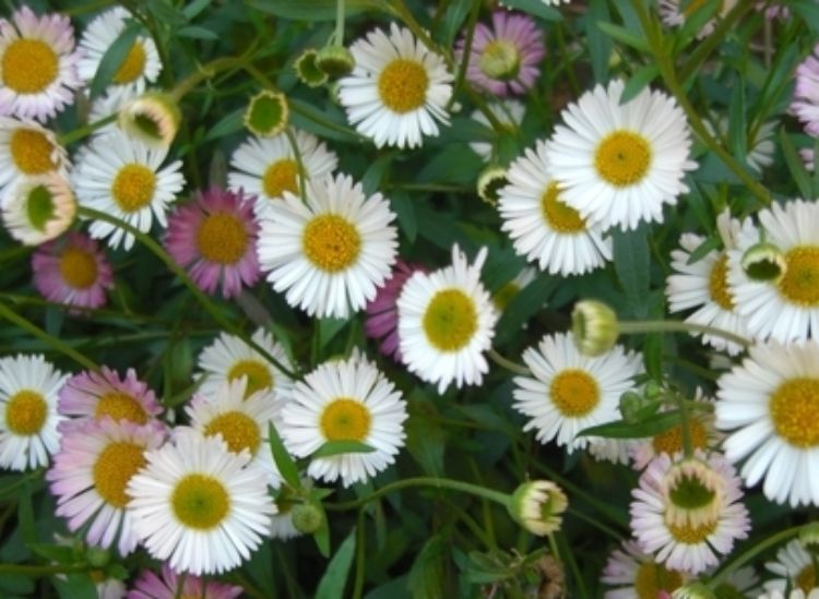 Erigeron karvinskianus Profusion. Common name - Seaside Daisy, Mexican Fleabane, Mexican Daisy, Spanish Daisy