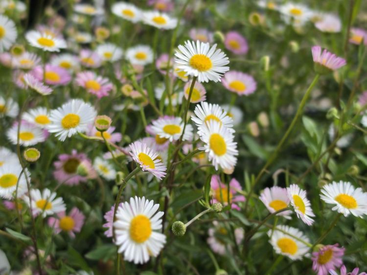 Erigeron karvinskianus Profusion. Common name - Seaside Daisy, Mexican Fleabane, Mexican Daisy, Spanish Daisy