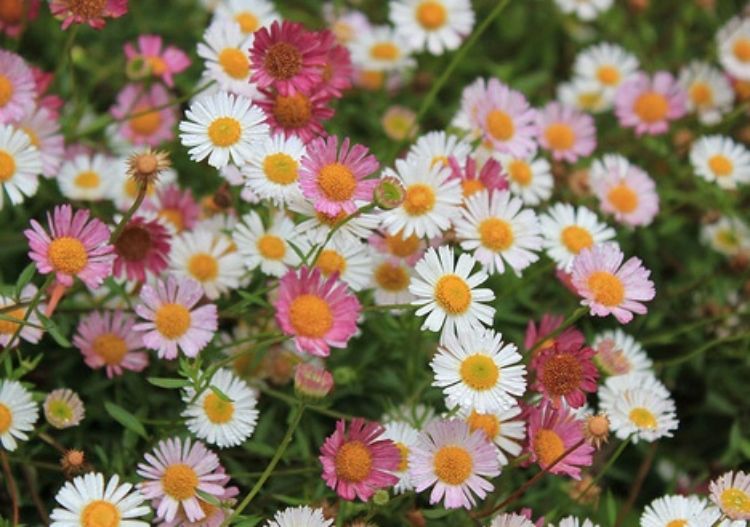 Erigeron karvinskianus Profusion. Common name - Seaside Daisy, Mexican Fleabane, Mexican Daisy, Spanish Daisy