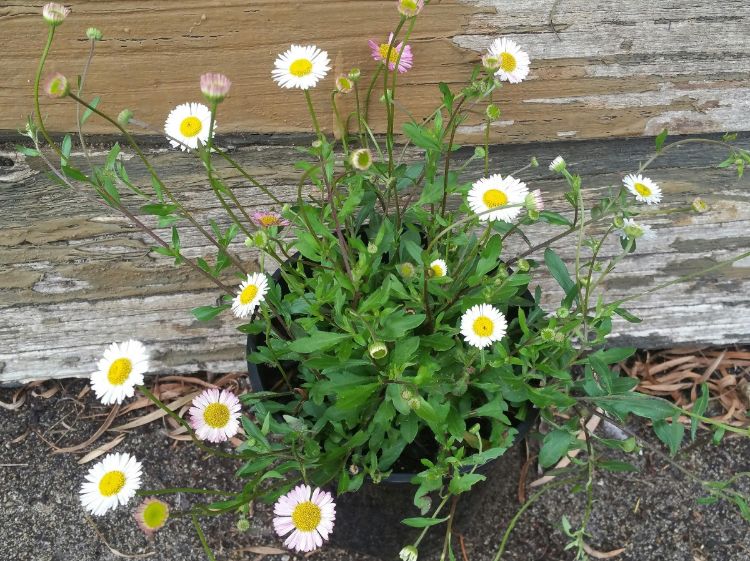 Erigeron karvinskianus Profusion. Common name - Seaside Daisy, Mexican Fleabane, Mexican Daisy, Spanish Daisy