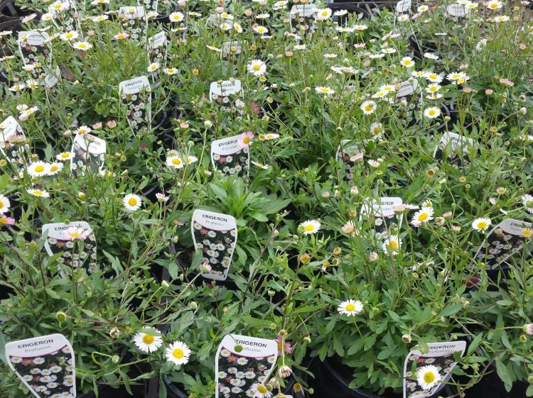 Erigeron karvinskianus Profusion. Common name - Seaside Daisy, Mexican Fleabane, Mexican Daisy, Spanish Daisy