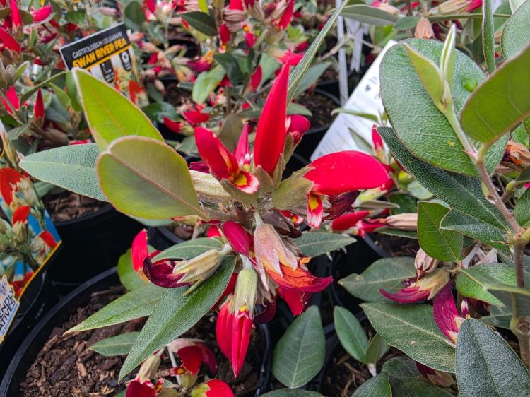 Gastrolobium celsianum. Common name - Swan River Pea