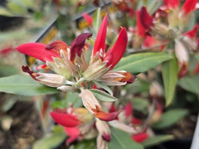 Gastrolobium celsianum. Common name - Swan River Pea