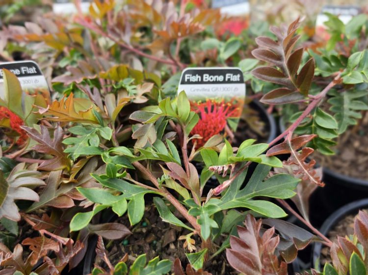 Grevillea acanthifolia laurifolia Fishbone Flat. Common Names - Spider Flower, Toothbrush Plant, Groundcover Grevillea