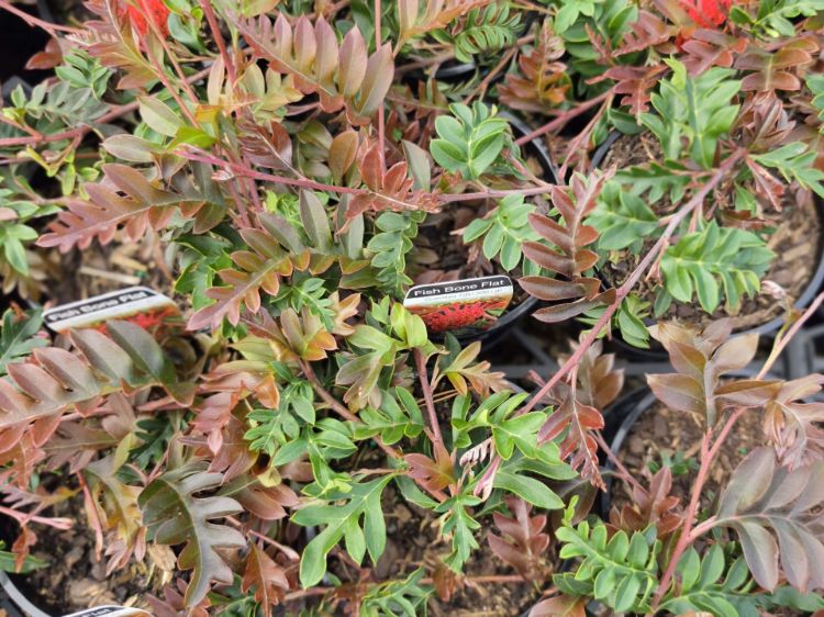 Grevillea acanthifolia laurifolia Fishbone Flat. Common Names - Spider Flower, Toothbrush Plant, Groundcover Grevillea