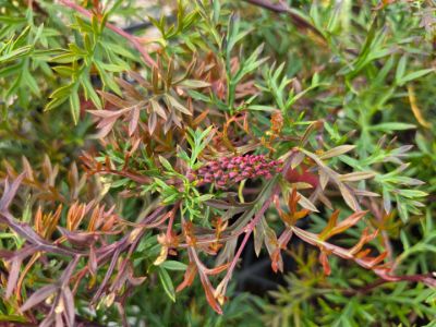 Grevillea hybrida Bronze Rover. Common Names - Spider Flower, Toothbrush Plant, Groundcover Grevillea