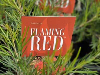 Grevillea hybrida Flaming Red PBR. Common Names - Spider Flower, Toothbrush Plant
