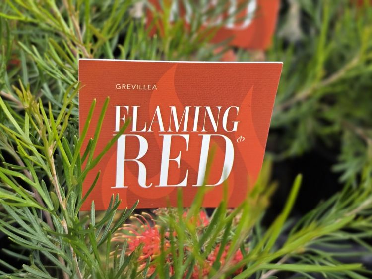 Grevillea hybrida Flaming Red PBR. Common Names - Spider Flower, Toothbrush Plant