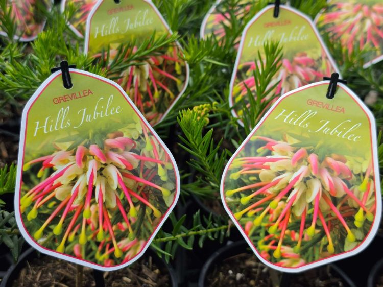 Grevillea hybrida Hills Jubilee flowering native shrub. Common name - Spider Flower, Toothbrush Plant