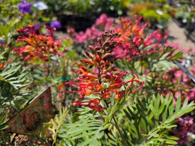 Grevillea hybrida Soopa Doopa flowering native shrub. Common name - Super Duper, Sooper Dooper, Spider Flower, Toothbrush Plant