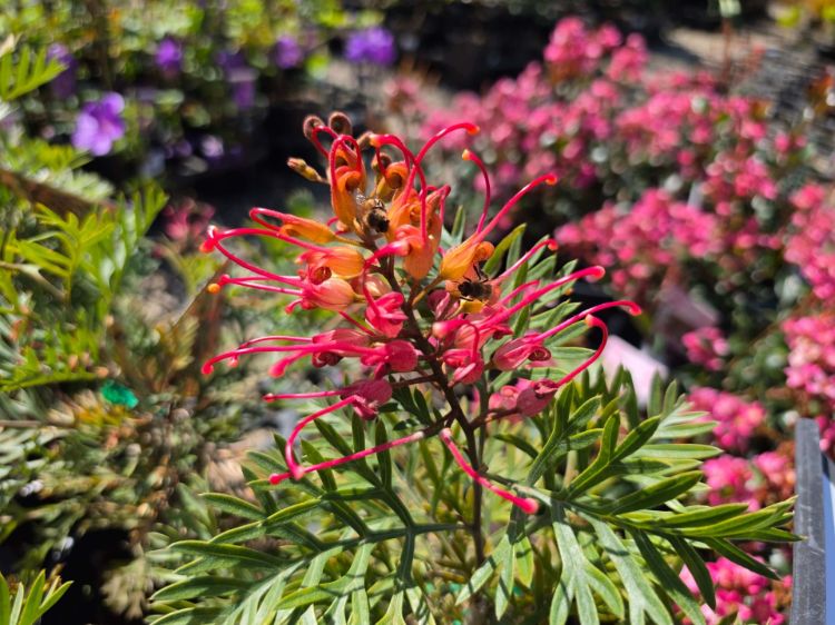 Grevillea hybrida Soopa Doopa flowering native shrub. Common name - Super Duper, Sooper Dooper, Spider Flower, Toothbrush Plant