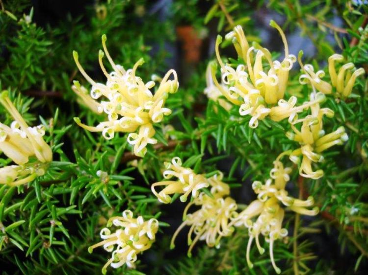 Grevillea juniperina Gold Cluster PBR flowering native shrub. Common name - Juniper Leaf Grevillea, H22