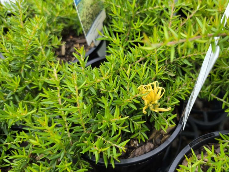 Grevillea juniperina Gold Cluster PBR flowering native shrub. Common name - Juniper Leaf Grevillea, H22