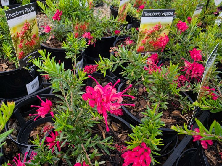 Grevillea juniperina lanigera Raspberry Ripple flowering native shrub. Common name - Juniper Leaf Grevillea, Woolly Grevillea