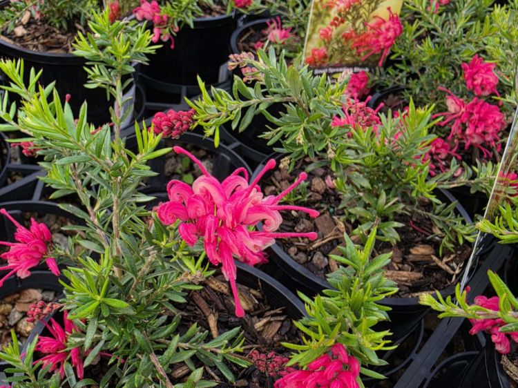 Grevillea juniperina lanigera Raspberry Ripple flowering native shrub. Common name - Juniper Leaf Grevillea, Woolly Grevillea