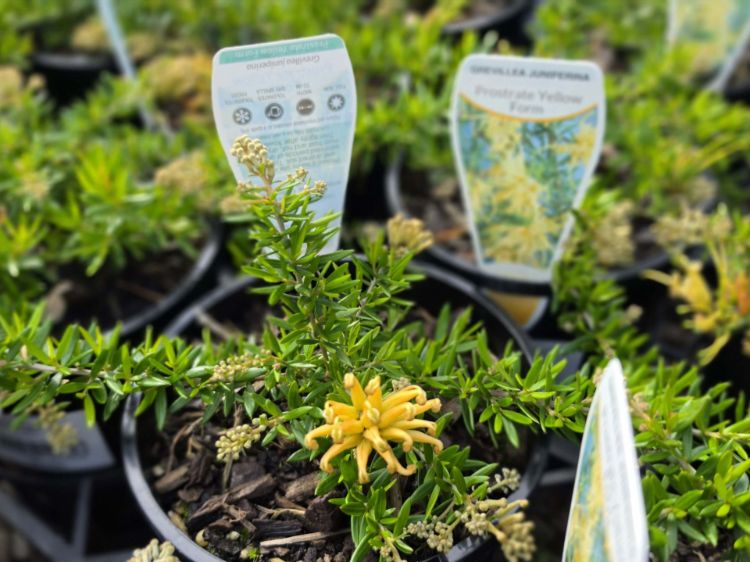 Grevillea juniperina Prostrata Gold flowering native shrub. Common name - Prostrate Golden Juniper Leaf Grevillea
