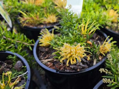 Grevillea juniperina Prostrata Gold flowering native shrub. Common name - Prostrate Golden Juniper Leaf Grevillea
