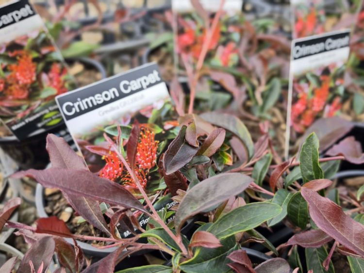 Grevillea laurifolia Crimson Carpet. Common Names - Laurel Leaf Grevillea, Spider Flower, Toothbrush Plant, Groundcover Grevillea