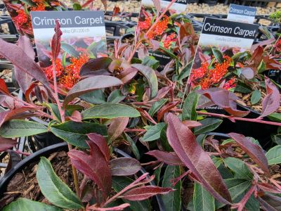 Grevillea laurifolia Crimson Carpet. Common Names - Laurel Leaf Grevillea, Spider Flower, Toothbrush Plant, Groundcover Grevillea