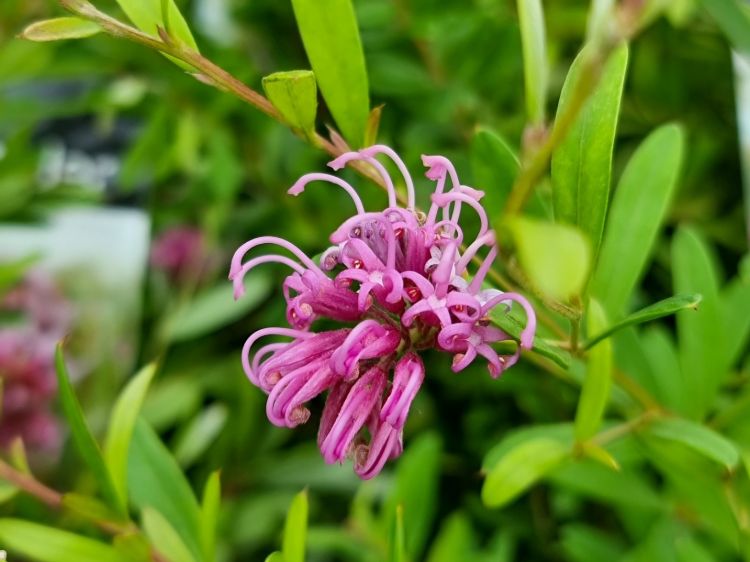 Grevillea sericea Pink Spider flowering native shrub. Common name - Pink Spider Flower