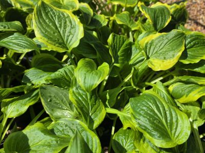 Hosta sieboldii So Sweet. Common Names - Plantain Lily