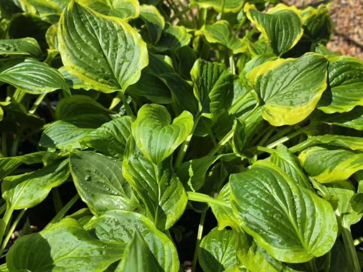 Hosta sieboldii So Sweet. Common Names - Plantain Lily