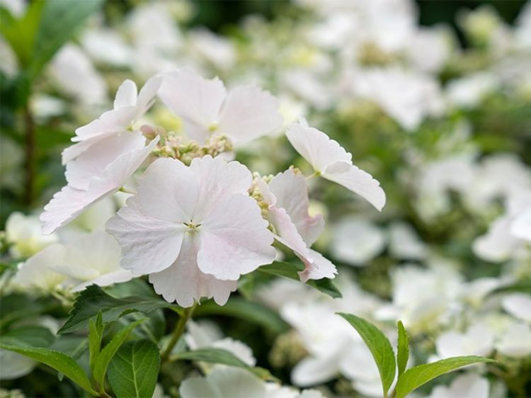 Hydrangea macrophylla Runaway Bride PBR. Common name - RUNAWAY BRIDE Hydrangea hybrid USHYD0405, Big Leaf Hydrangea, Mophead, French Hydrangea, Lacecap