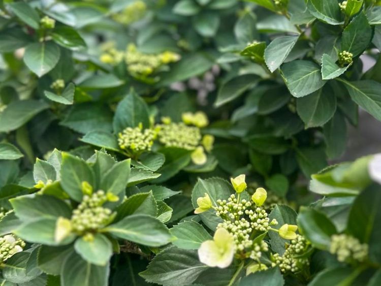 Hydrangea macrophylla Runaway Bride PBR. Common name - RUNAWAY BRIDE Hydrangea hybrid USHYD0405, Big Leaf Hydrangea, Mophead, French Hydrangea, Lacecap