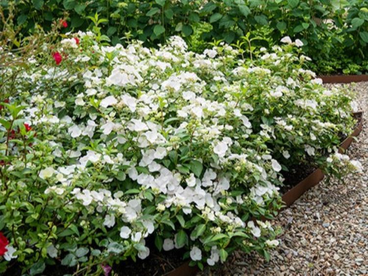 Hydrangea macrophylla Runaway Bride PBR. Common name - RUNAWAY BRIDE Hydrangea hybrid USHYD0405, Big Leaf Hydrangea, Mophead, French Hydrangea, Lacecap