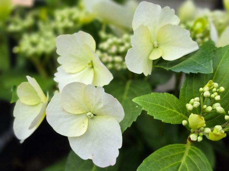 Hydrangea macrophylla Runaway Bride PBR. Common name - RUNAWAY BRIDE Hydrangea hybrid USHYD0405, Big Leaf Hydrangea, Mophead, French Hydrangea, Lacecap