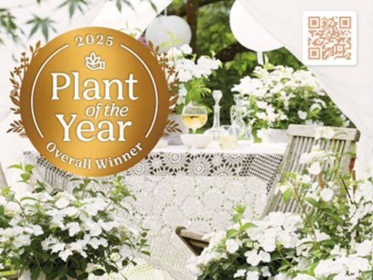Hydrangea macrophylla Runaway Bride PBR. Common name - RUNAWAY BRIDE Hydrangea hybrid USHYD0405, Big Leaf Hydrangea, Mophead, French Hydrangea, Lacecap