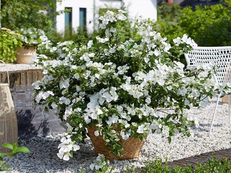 Hydrangea macrophylla Runaway Bride PBR. Common name - RUNAWAY BRIDE Hydrangea hybrid USHYD0405, Big Leaf Hydrangea, Mophead, French Hydrangea, Lacecap