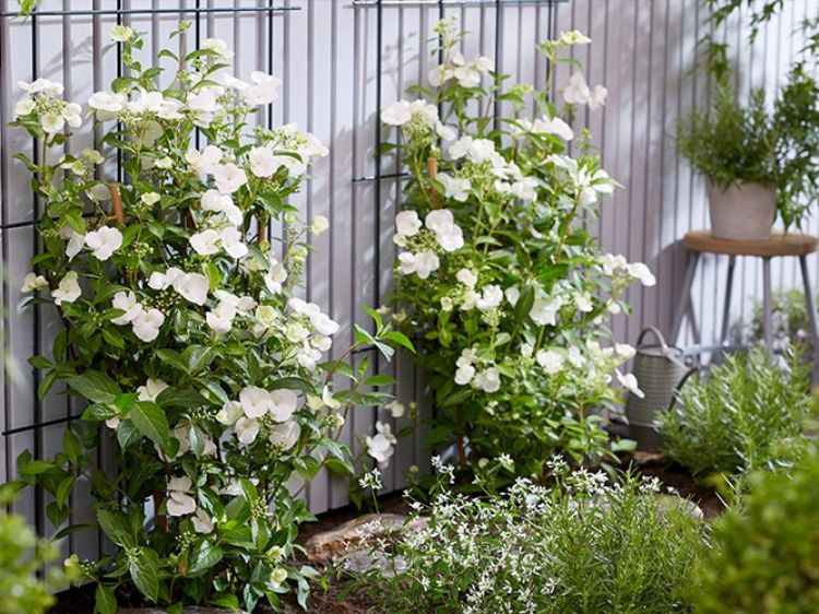 Hydrangea macrophylla Runaway Bride PBR. Common name - RUNAWAY BRIDE Hydrangea hybrid USHYD0405, Big Leaf Hydrangea, Mophead, French Hydrangea, Lacecap
