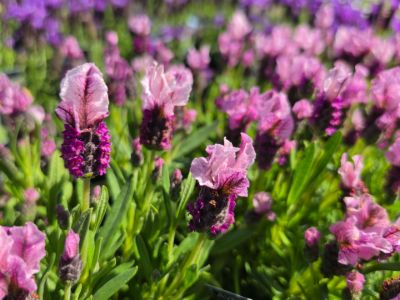 Lavandula hybrida Viva Pink. Common Names - Lavender