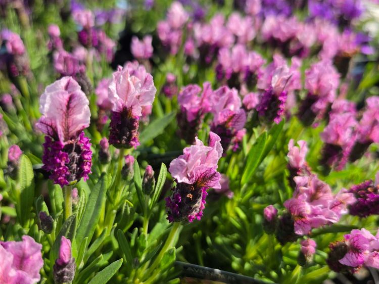 Lavandula hybrida Viva Pink. Common Names - Lavender